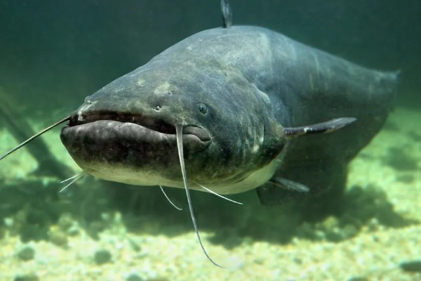 鲶鱼可以长多大，一般都不会超过10公斤