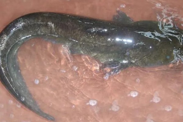 鲶鱼可以长多大，一般都不会超过10公斤