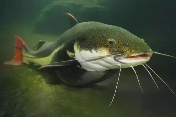 鲶鱼可以长多大，一般都不会超过10公斤