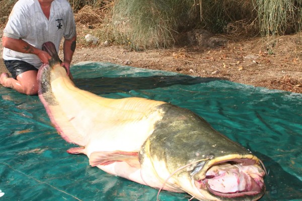 鲶鱼可以长多大，一般都不会超过10公斤