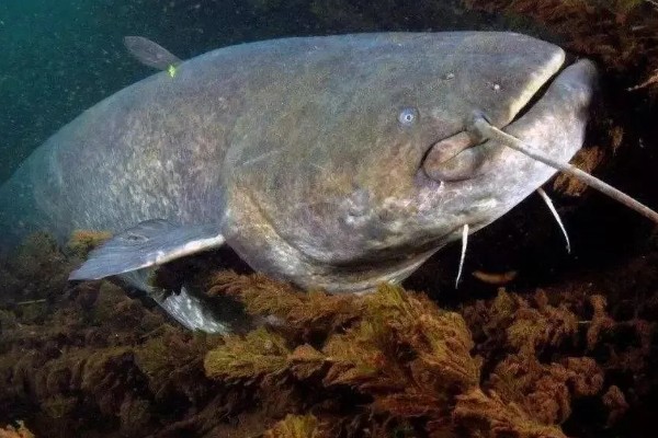 鲶鱼可以长多大，一般都不会超过10公斤