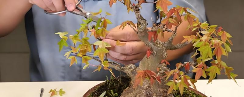 唐枫盆景的养殖方法，每隔5-7天浇一次水