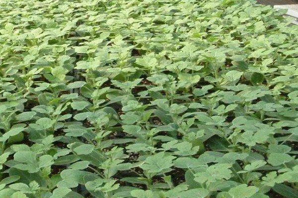 怎样自制生根剂,可以用米醋、蔗糖等制作