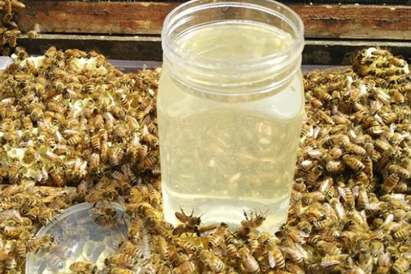 山花蜜和槐花蜜哪个更好，口感上后者更好