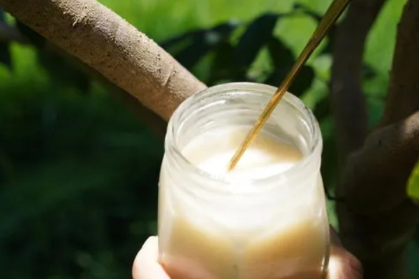 山花蜜和槐花蜜哪个更好，口感上后者更好