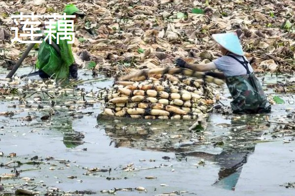 旱改水项目的意思，将旱田整改成易于耕种的水田