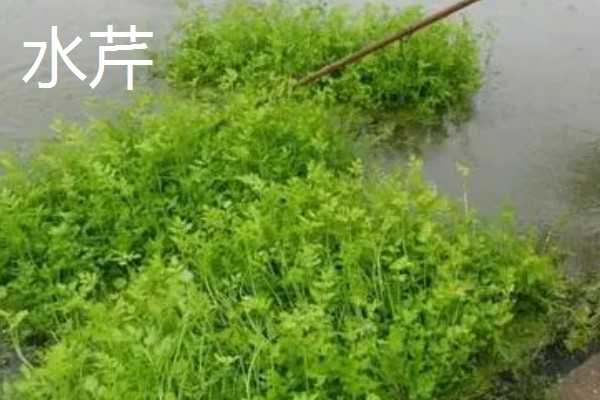 旱改水项目的意思，将旱田整改成易于耕种的水田