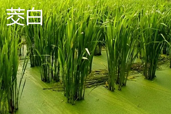 旱改水项目的意思，将旱田整改成易于耕种的水田