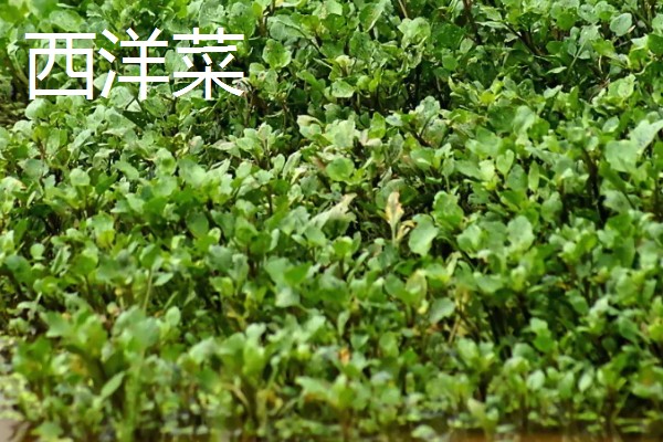 旱改水项目的意思，将旱田整改成易于耕种的水田