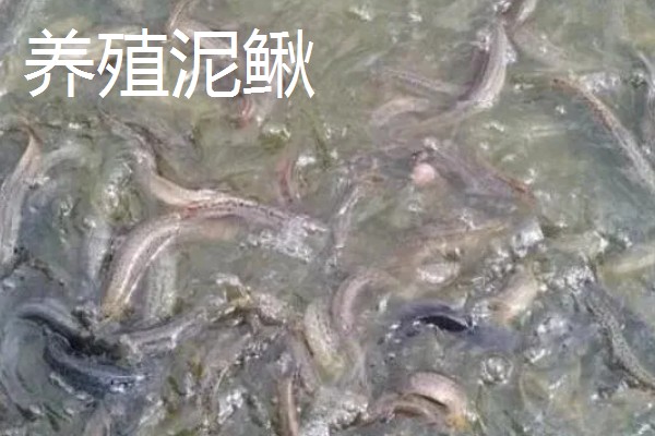 旱改水项目的意思，将旱田整改成易于耕种的水田