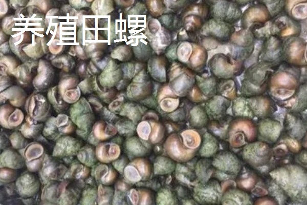 旱改水项目的意思，将旱田整改成易于耕种的水田