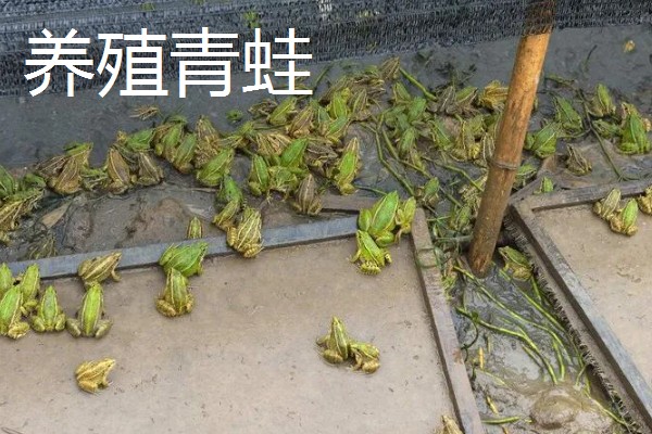 旱改水项目的意思，将旱田整改成易于耕种的水田