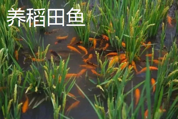 旱改水项目的意思，将旱田整改成易于耕种的水田