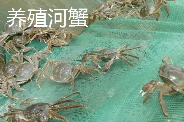 旱改水项目的意思，将旱田整改成易于耕种的水田