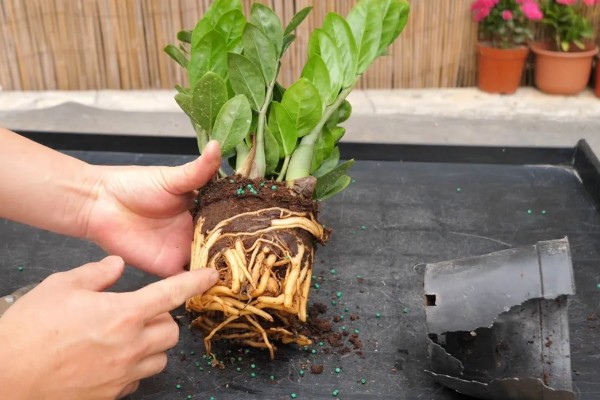 金钱树怎样水培生根快，选择口径较小、深度较大的容器