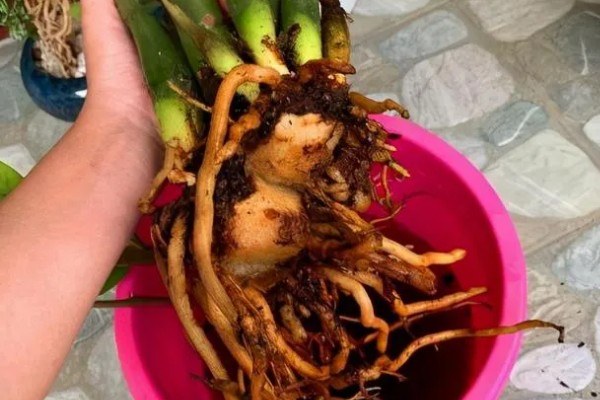 金钱树怎样水培生根快，选择口径较小、深度较大的容器