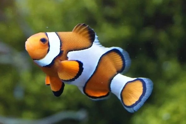 小丑鱼喂什么饲料好，可喂食人工合成的鱼饲料