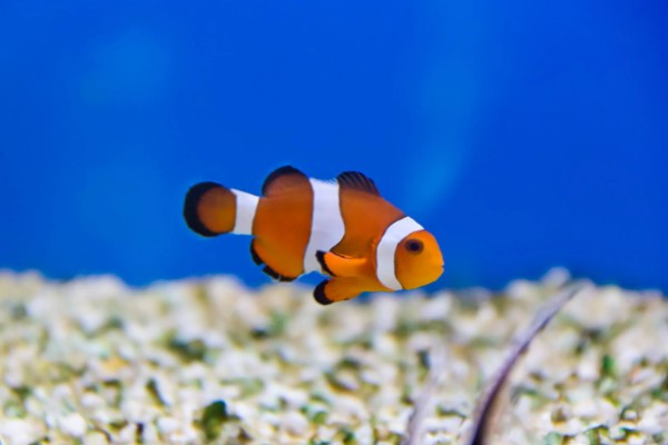 小丑鱼喂什么饲料好，可喂食人工合成的鱼饲料