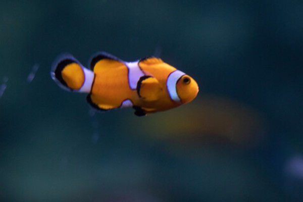 小丑鱼喂什么饲料好，可喂食人工合成的鱼饲料