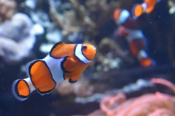 小丑鱼喂什么饲料好，可喂食人工合成的鱼饲料