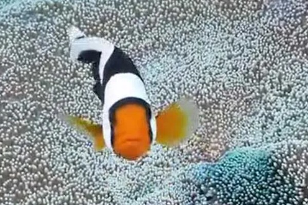 小丑鱼喂什么饲料好，可喂食人工合成的鱼饲料