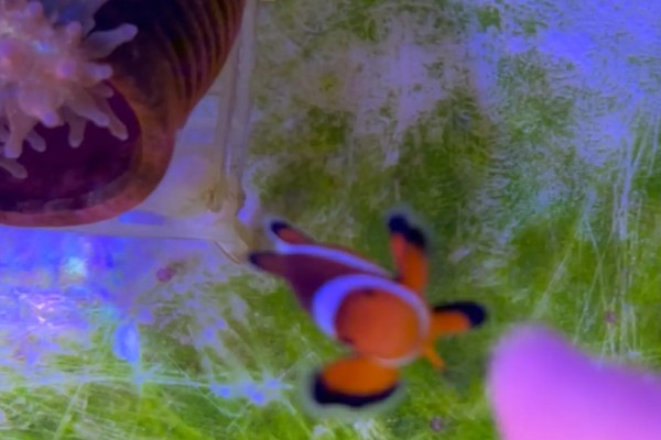 小丑鱼喂什么饲料好，可喂食人工合成的鱼饲料