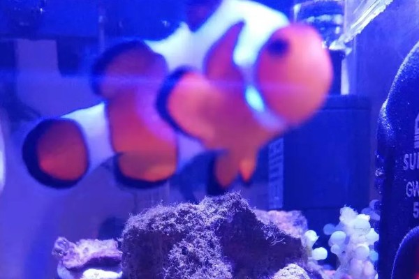 小丑鱼喂什么饲料好，可喂食人工合成的鱼饲料