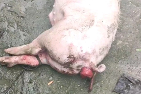 小猪脱肛的原因,阴道炎和尿道炎均会导致