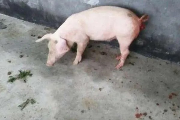 小猪脱肛的原因,阴道炎和尿道炎均会导致