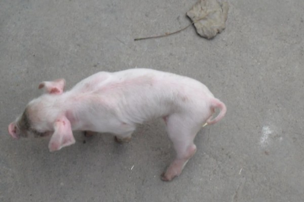 小猪脱肛的原因,阴道炎和尿道炎均会导致