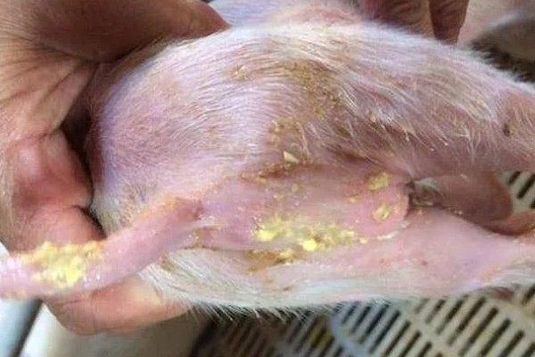 小猪脱肛的原因,阴道炎和尿道炎均会导致