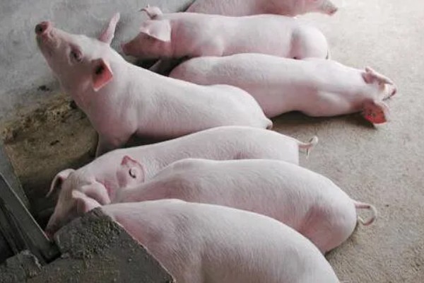 小猪脱肛的原因,阴道炎和尿道炎均会导致