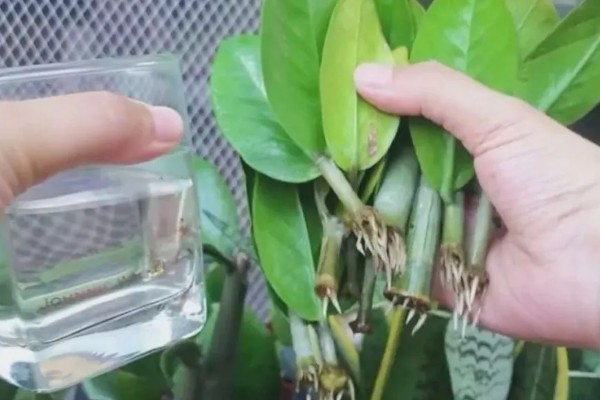 金钱树怎样水培生根快，选择口径较小、深度较大的容器