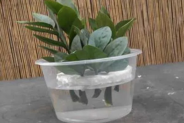 金钱树怎样水培生根快，选择口径较小、深度较大的容器