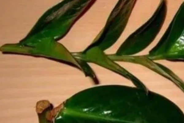 金钱树怎样水培生根快，选择口径较小、深度较大的容器