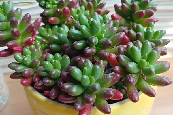 阳台怎么种多肉,冬季最低不可低于5℃