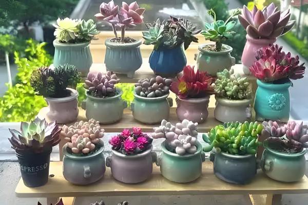 阳台怎么种多肉,冬季最低不可低于5℃