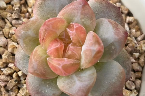 阳台怎么种多肉,冬季最低不可低于5℃