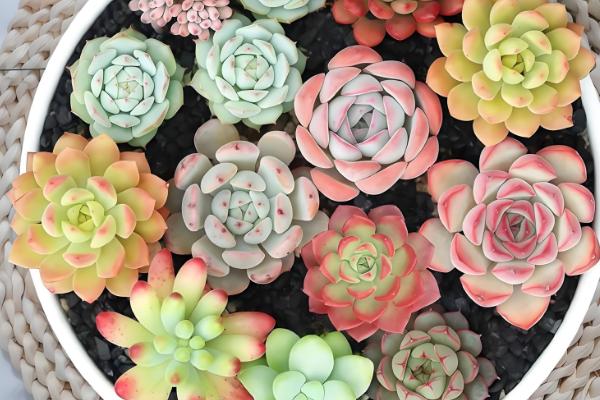 阳台怎么种多肉,冬季最低不可低于5℃