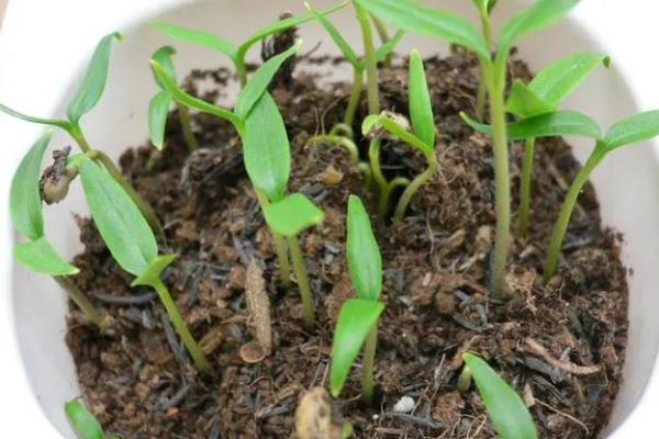 辣椒的生长周期介绍，分为发芽期、幼苗期、开花期等