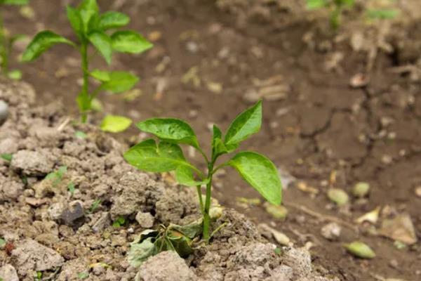 辣椒的生长周期介绍，分为发芽期、幼苗期、开花期等