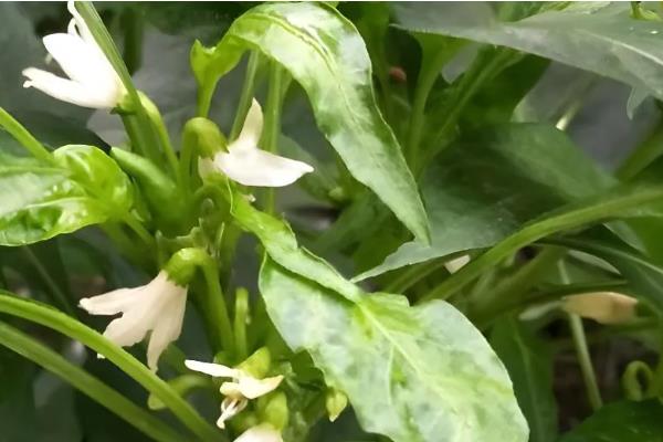 辣椒的生长周期介绍，分为发芽期、幼苗期、开花期等