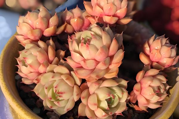 阳台怎么种多肉,冬季最低不可低于5℃