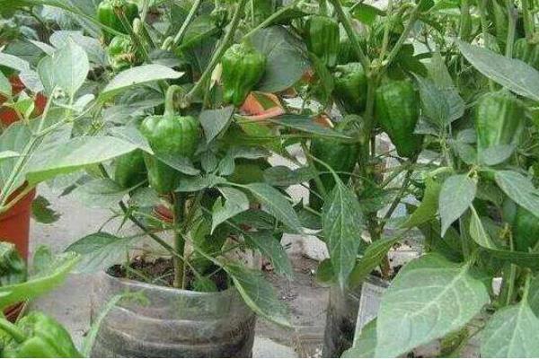 辣椒的生长周期介绍，分为发芽期、幼苗期、开花期等