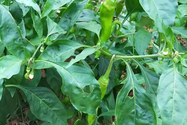 辣椒的生长周期介绍，分为发芽期、幼苗期、开花期等