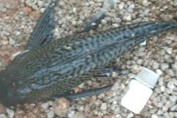 清道夫鱼为什么要活埋，是一个快速处理它们的办法