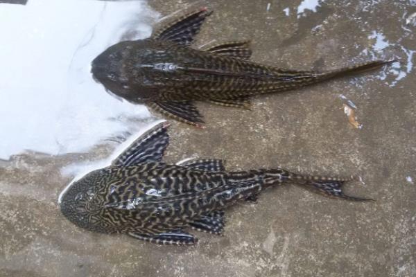 清道夫鱼为什么要活埋，是一个快速处理它们的办法