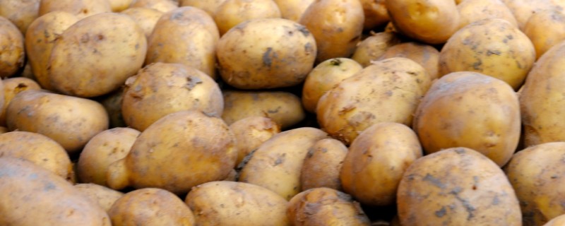 土豆要打枝吗，无需打枝