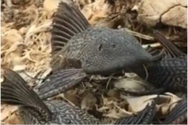 清道夫鱼为什么要活埋，是一个快速处理它们的办法