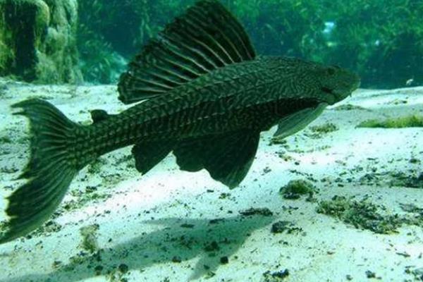 清道夫鱼为什么要活埋，是一个快速处理它们的办法